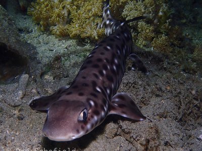 Indonesian Catshark