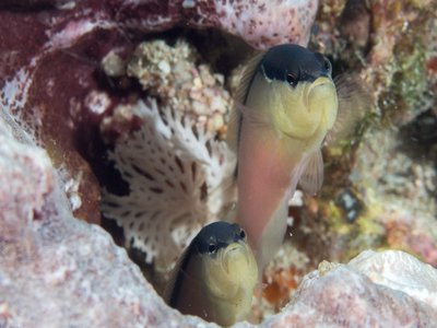Indonesian Dottyback