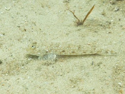 Indonesian Dragonet