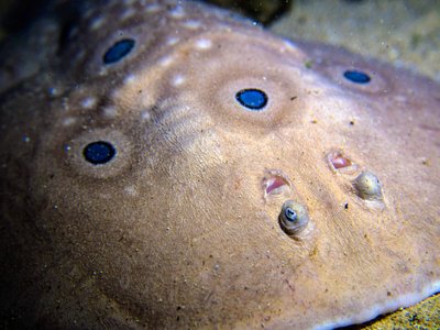 Indonesian Electric Ray