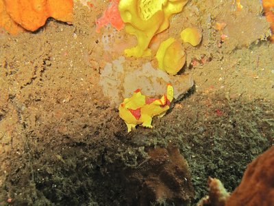 Indonesian Frogfish