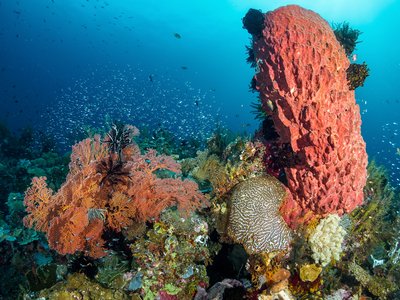 Indonesian Glassfish