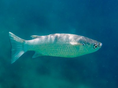 Indonesian Grey Mullet