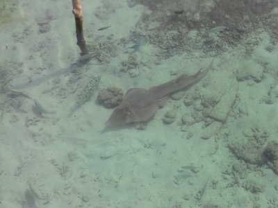 Indonesian Guitarfish