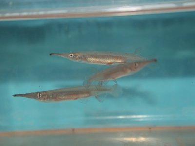 Indonesian Halfbeak