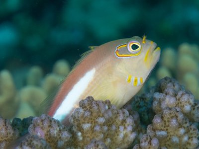 Indonesian Hawkfish