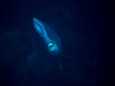 Indonesian Humphead Parrotfish