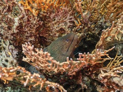 Indonesian Leopard Eel