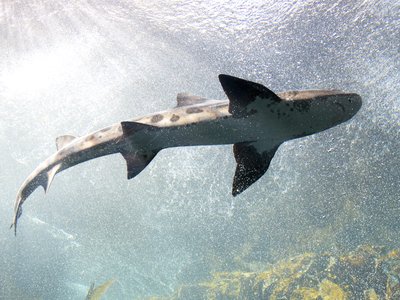 Indonesian Leopard Shark