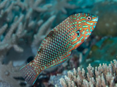 Indonesian Leopard Wrasse