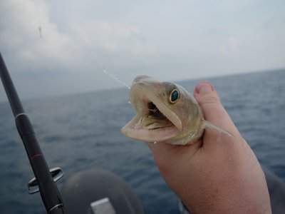Indonesian Lizardfish