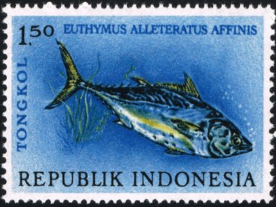 Indonesian Mackerel