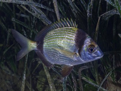 Indonesian Mojarra