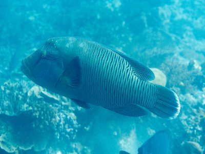 Indonesian Napoleon Wrasse