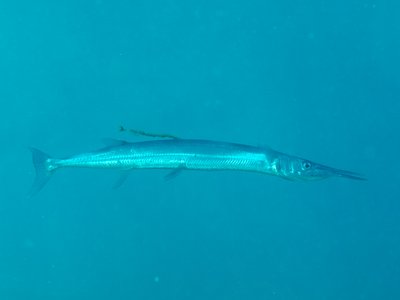 Indonesian Needlefish