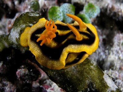 Indonesian Nudibranch