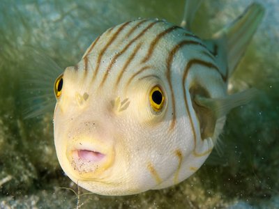 Indonesian Puffer