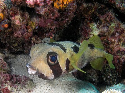 Indonesian Pufferfish
