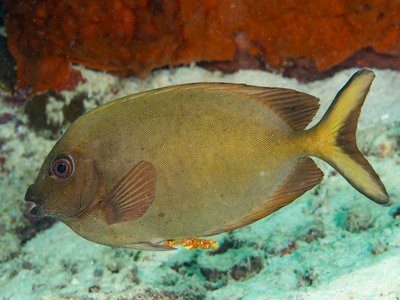 Indonesian Rabbitfish