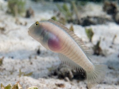 Indonesian Razorfish
