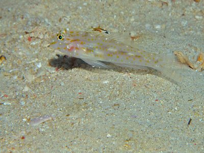 Indonesian Sand Goby