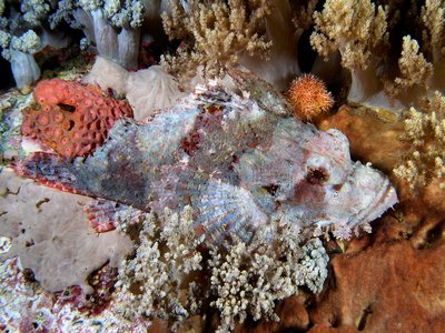 Indonesian Scorpionfish