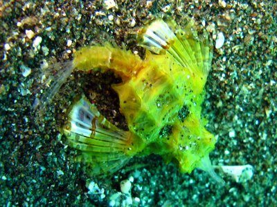 Indonesian Seamoth