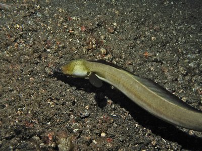 Indonesian Snake Eel