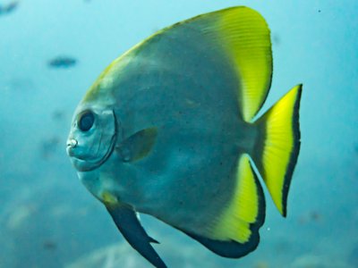 Indonesian Spadefish