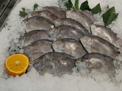 Indonesian Spinefoot