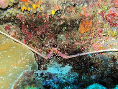 Indonesian Spiny Lobster