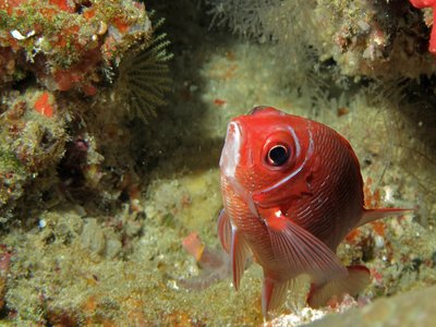 Indonesian Squirrelfish