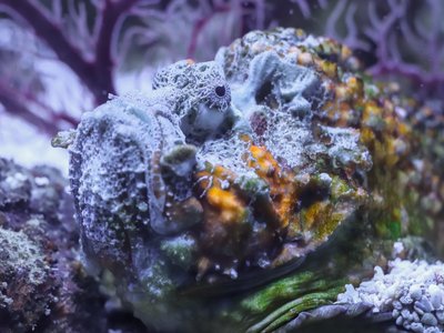 Indonesian Stonefish