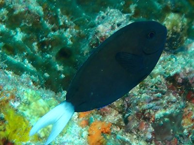 Indonesian Surgeonfish