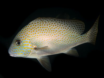 Indonesian Sweetlips