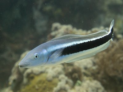 Indonesian Tilefish