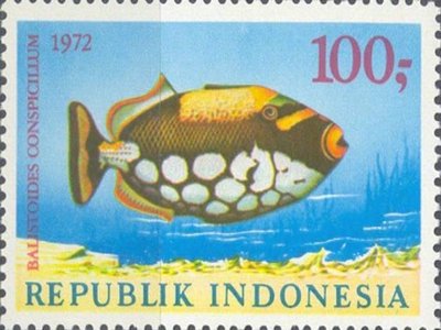 Indonesian Triggerfish
