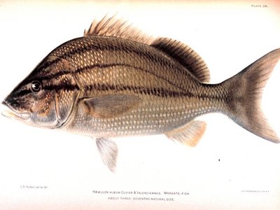 Inermiidae