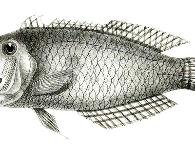 Iniistius bimaculatus