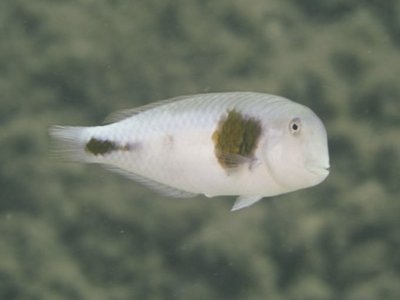Iniistius celebicus
