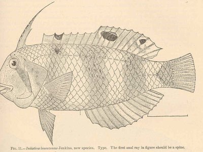 Iniistius leucozonus