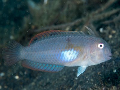 Iniistius melanopus