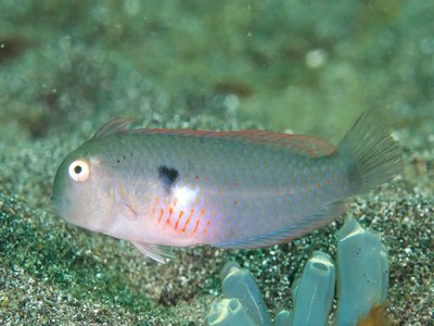 Iniistius pentadactylus
