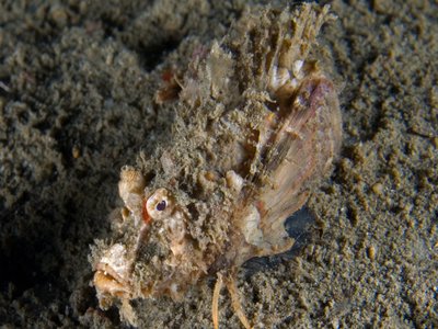 Inimicus didactylus