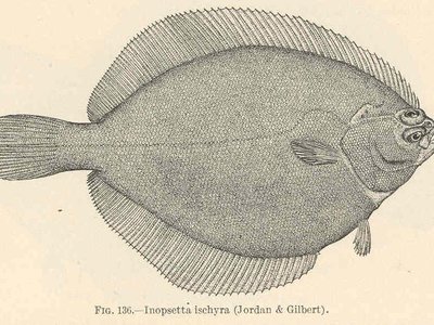Inopsetta ischyra