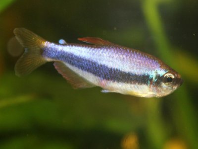 Inpaichthys kerri