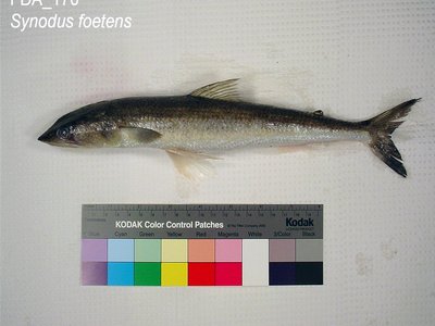 Inshore Lizardfish