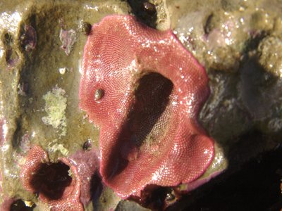 Integripelta