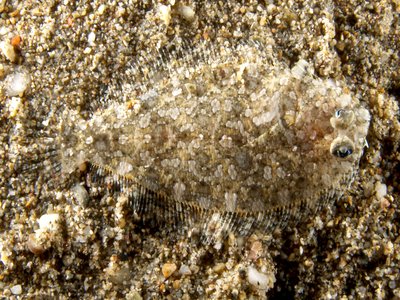 Intermediate Flounder