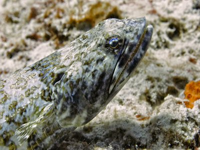 Intermedius Lizardfish